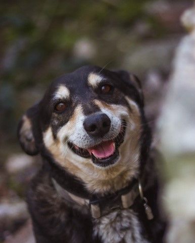np_Tri-colored dog outdoor_5oxOz4_free